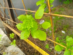 Celastrus flagellaris