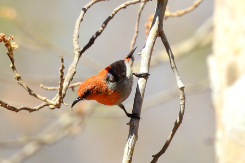 Scarlet-headed Flowerpecker (Dicaeum trochileum), photo 10
