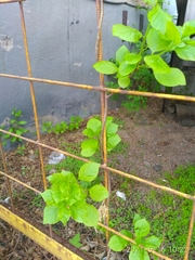 Celastrus flagellaris