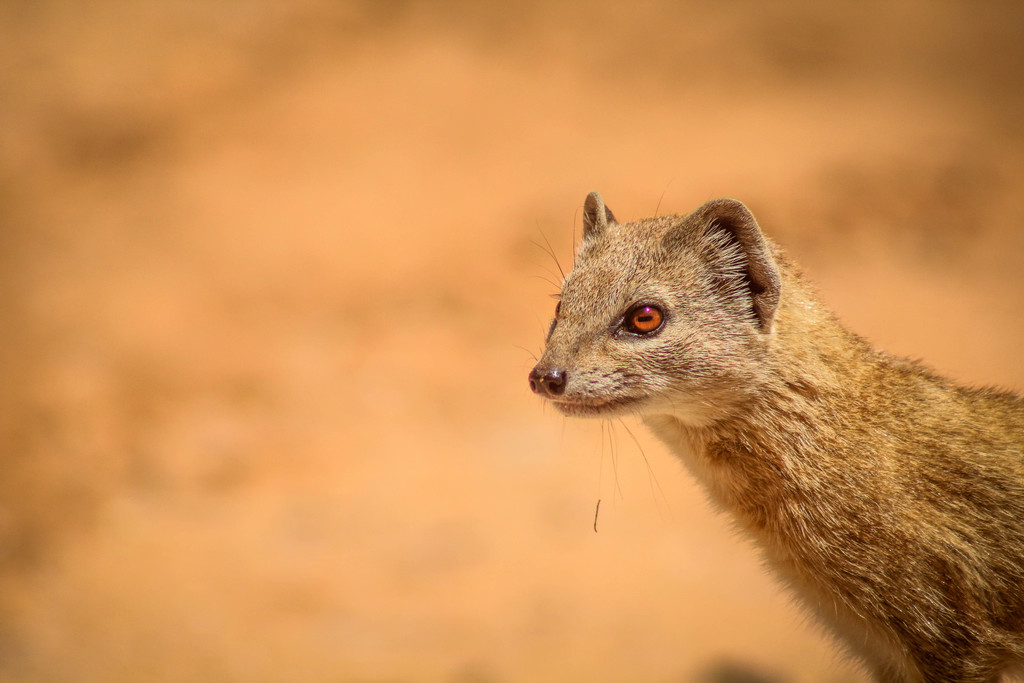 Yellow Mongooses