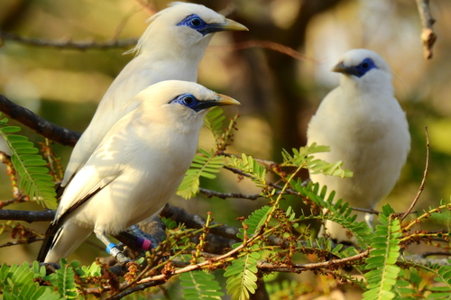 Bali Myna