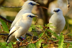 Bali Myna photo 5