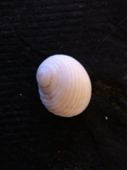 Nerita plicata