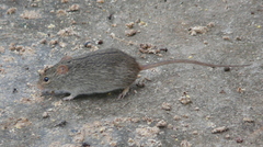 Lemniscomys rosalia
