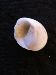 Nerita plicata