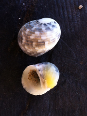 Nerita albicilla
