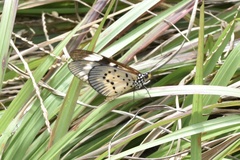 Acraea encedon