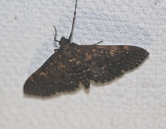 Prorodes mimica