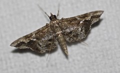 Merodictya marmorata