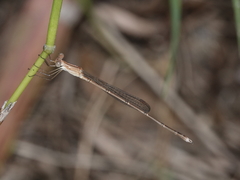 Indolestes insularis