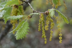 Quercus pauciradiata