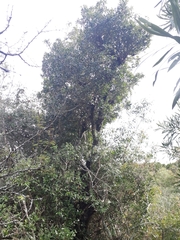 Daphnopsis racemosa