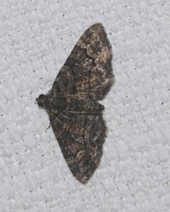 Eucymatoge peplodes