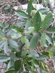 Daphnopsis racemosa