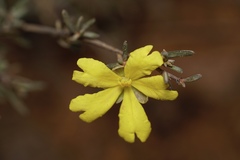 Hibbertia gracilipes