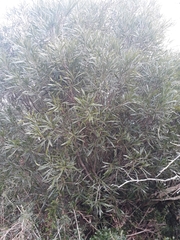 Pouteria salicifolia