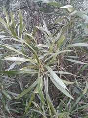 Pouteria salicifolia