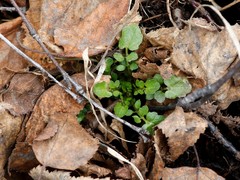 Cardamine scutata