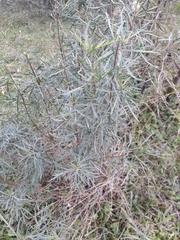 Acanthostyles buniifolius