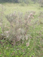 Acanthostyles buniifolius