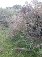 Acanthostyles buniifolius