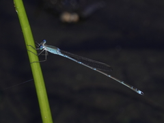 Indolestes insularis