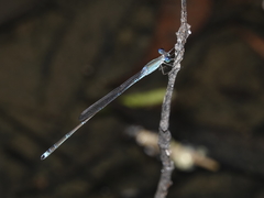 Indolestes insularis