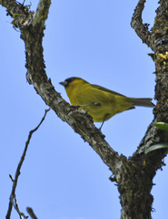 Loxops caeruleirostris