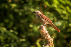 Turdoides hartlaubii