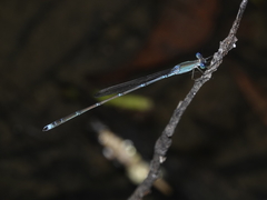 Indolestes insularis