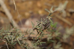 Hibbertia gracilipes