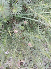 Baccharis coridifolia