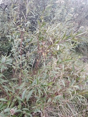 Baccharis punctulata