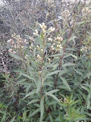 Baccharis punctulata