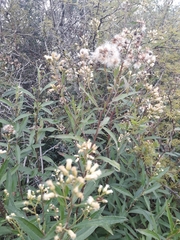 Baccharis punctulata