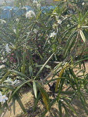Plumeria alba