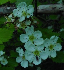 Crataegus coccinea