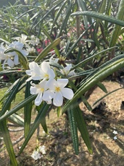 Plumeria alba