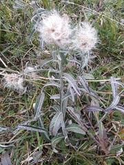 Pterocaulon angustifolium