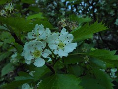 Crataegus coccinea