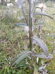 Pterocaulon angustifolium