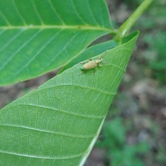 Polydrusus formosus