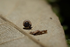 Thryasona diemenensis