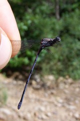 Argia tonto