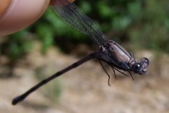 Argia tonto