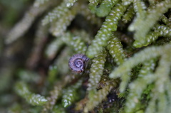 Thryasona diemenensis