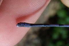 Argia tonto