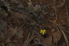 Hibbertia gracilipes