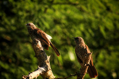 Turdoides hartlaubii