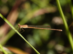 Indolestes insularis